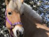 broodmare Maja (Fjord Horse, 1997, from Kastanielystens Rasmus)