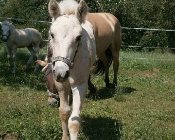 Pferd Mia von der Bergesruh (Fjordpferd, 2014, von Honning)