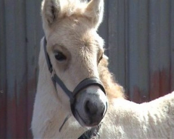 Pferd Vjury von der Bergesruh (Fjordpferd, 2005, von Vitus)