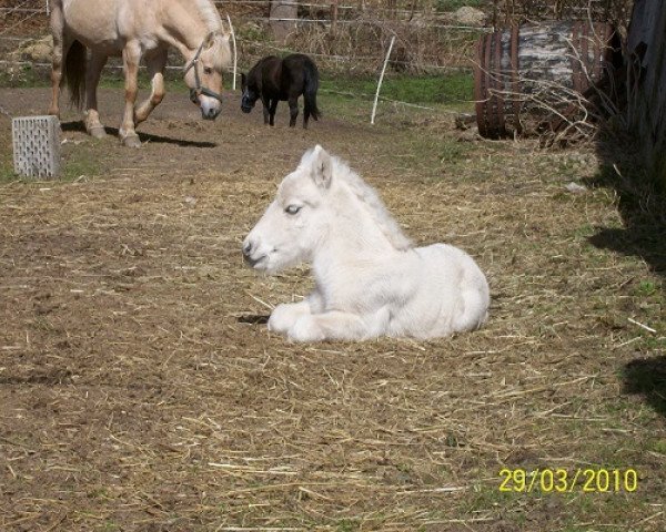 horse Higgins von der Bergesruh (Fjord Horse, 2010, from Honning)