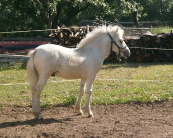 horse Hugo von der Bergesruh (Fjord Horse, 2013, from Honning)