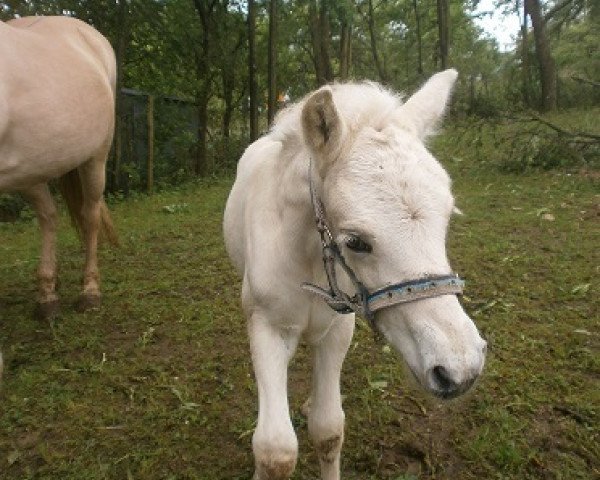 horse Hubert von der Bergesruh (Fjord Horse, 2014, from Honning)