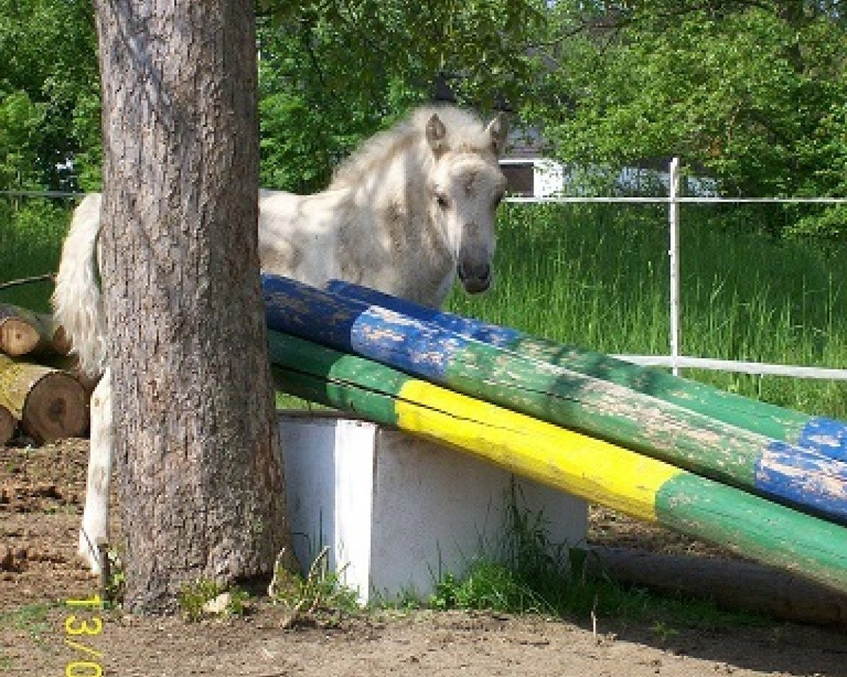 Pferd Jaba von der Bergesruh (Fjordpferd, 2011, von Honning)