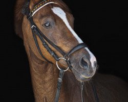 Pferd Duc De Coeur 2 (Deutsches Reitpony, 2010, von FS Don't Worry)