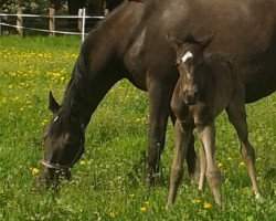 dressage horse Don Ernesto P (German Riding Pony, 2019, from Dark Dornik)