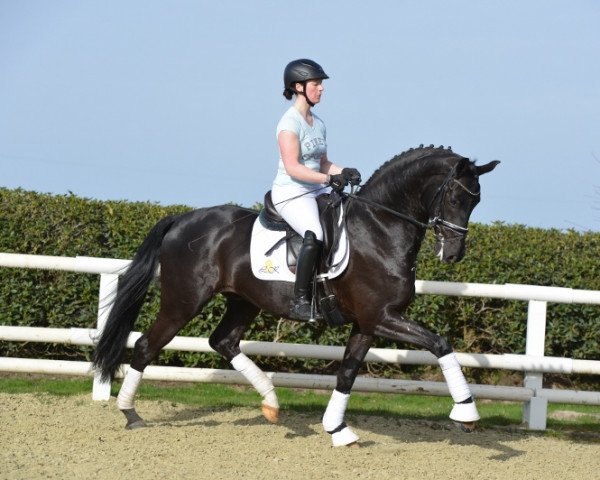 dressage horse For My Love 5 (Westphalian, 2014, from For Romance I)