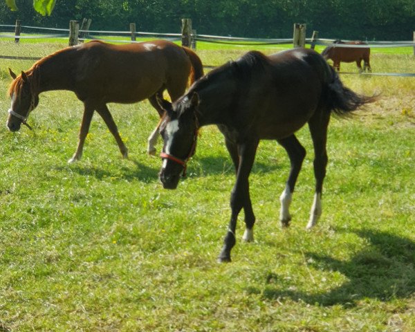 Dressurpferd Dark Honey P (Deutsches Reitpony, 2017, von Dark Dornik)