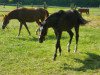 dressage horse Dark Honey P (German Riding Pony, 2017, from Dark Dornik)