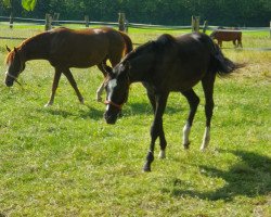 dressage horse Dark Honey P (German Riding Pony, 2017, from Dark Dornik)