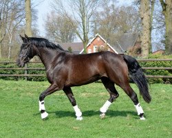 dressage horse Funny Mae (Hanoverian, 2015, from Fantastic)