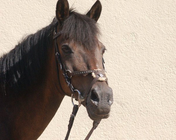horse Nesquick 13 (German Riding Pony, 1997, from Nibelungenheld)