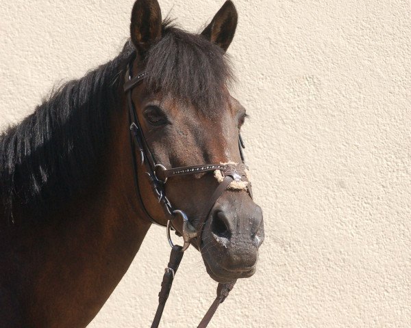 Pferd Nesquick 13 (Deutsches Reitpony, 1997, von Nibelungenheld)