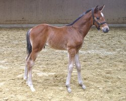 Springpferd Hektor (Westfale, 2020, von Hickstead Junior)