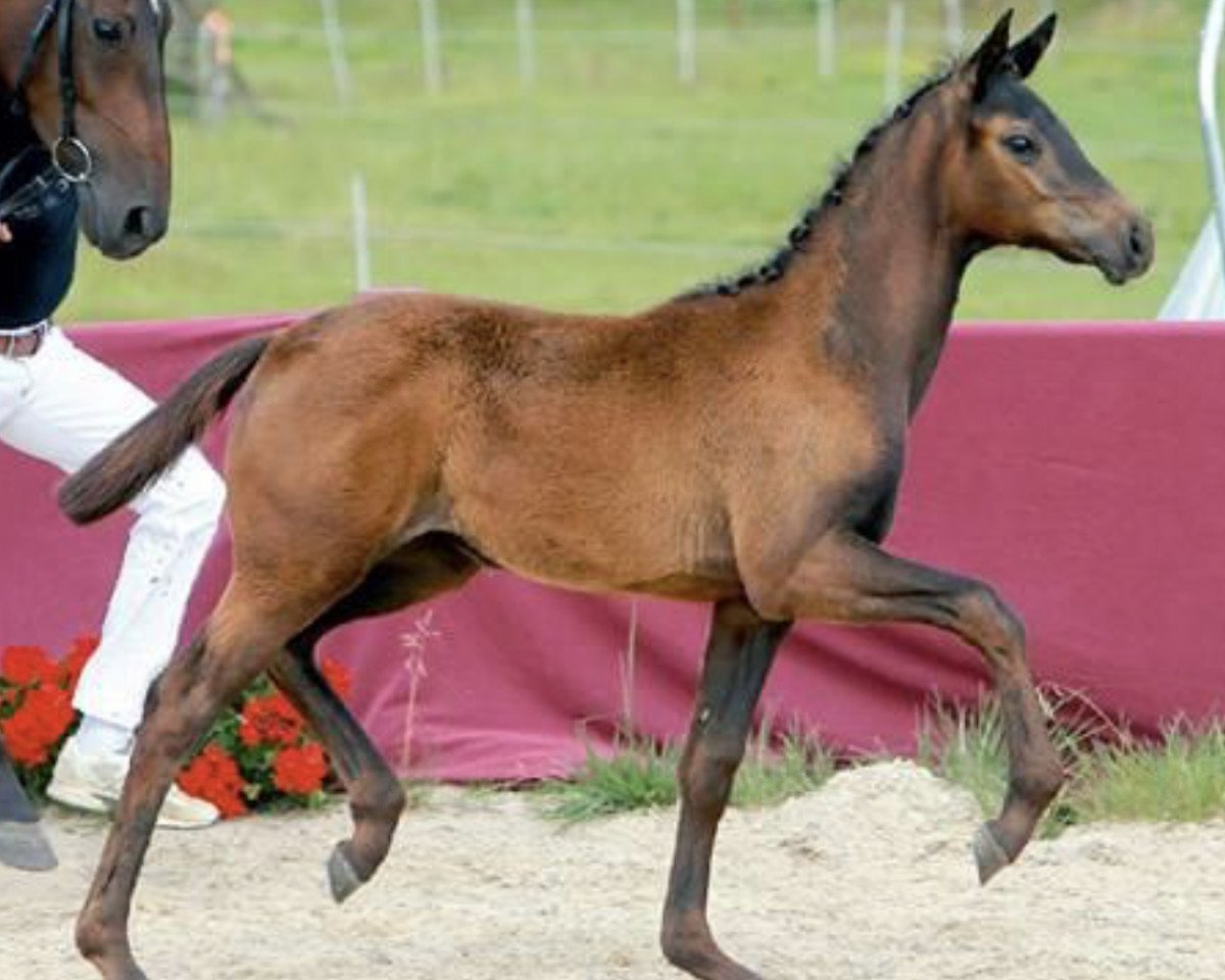 Dressurpferd Hélice Noir (Deutsches Sportpferd, 2018, von Helium)
