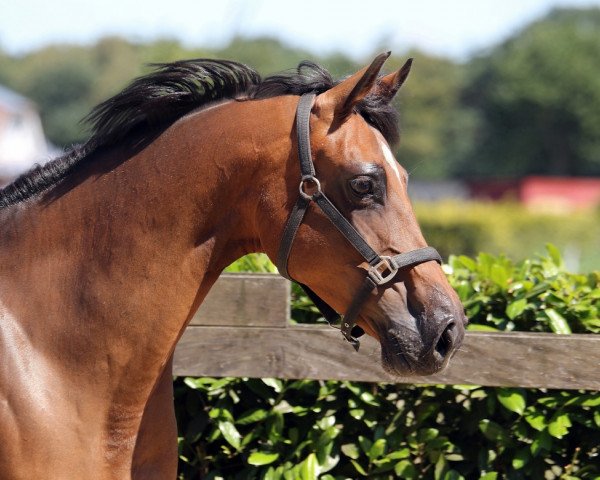 broodmare Ria Platina (Hanoverian, 2011, from Ramiro's Son II)