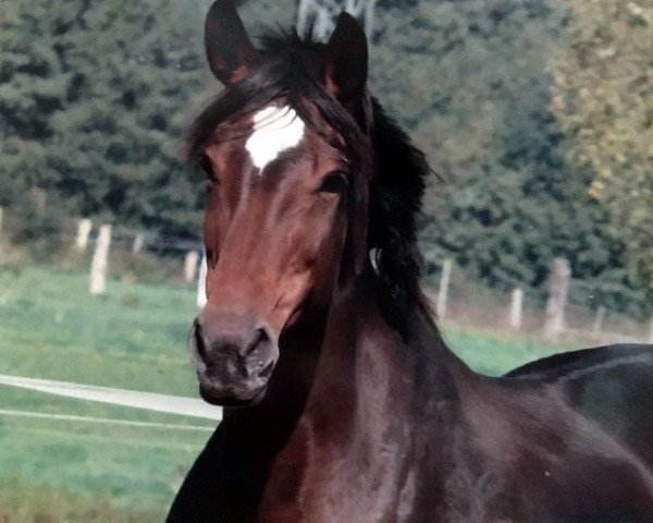 Zuchtstute Actress (Hannoveraner, 1997, von Acord II)