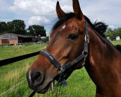 dressage horse Toffifee W (Westphalian, 2013, from Tomahawk)