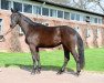 dressage horse Daffy Smilla (Oldenburg, 2015, from E.H. Millennium)