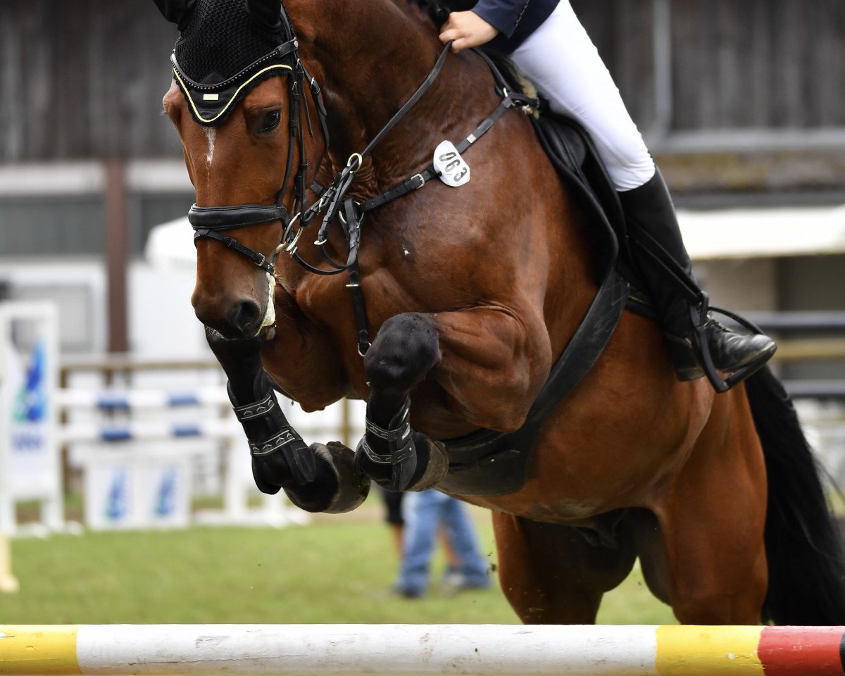 Springpferd Captain Morgan 44 (Holsteiner, 2014, von Coronino)