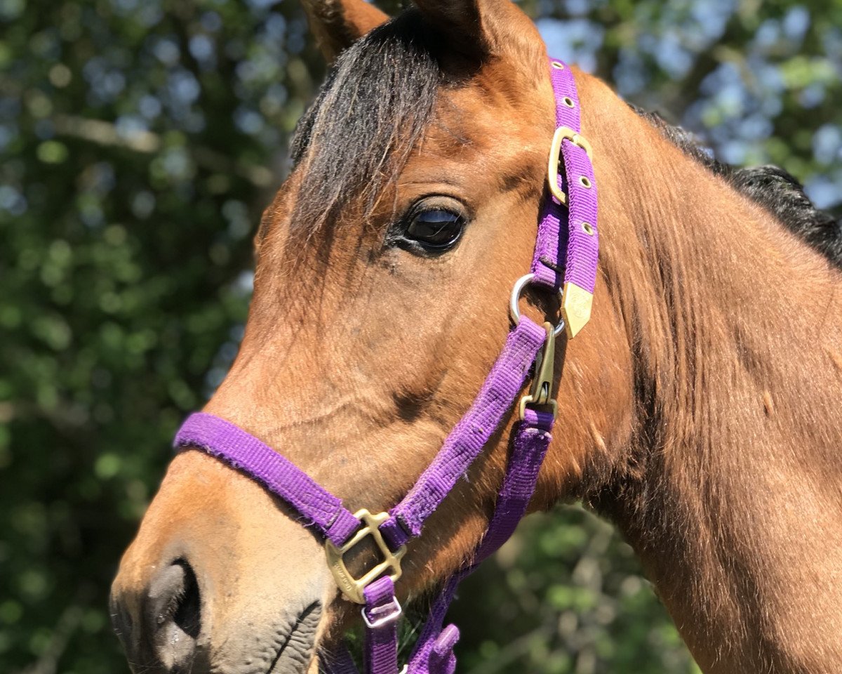 horse Pfiff (Arabian, 2017)