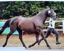 broodmare Roxana (Rhinelander, 2007, from Rock Forever NRW)