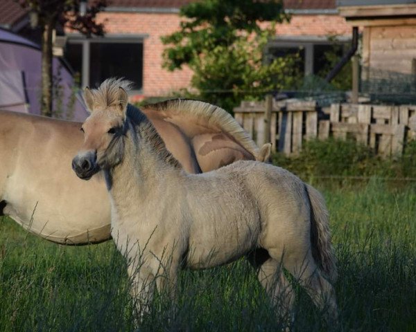 Pferd Wilma van de Bilterhoeve (Fjordpferd, 2020, von Kastanjegårdens Hannibal)