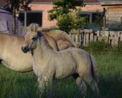 horse Wilma van de Bilterhoeve (Fjord Horse, 2020, from Kastanjegårdens Hannibal)