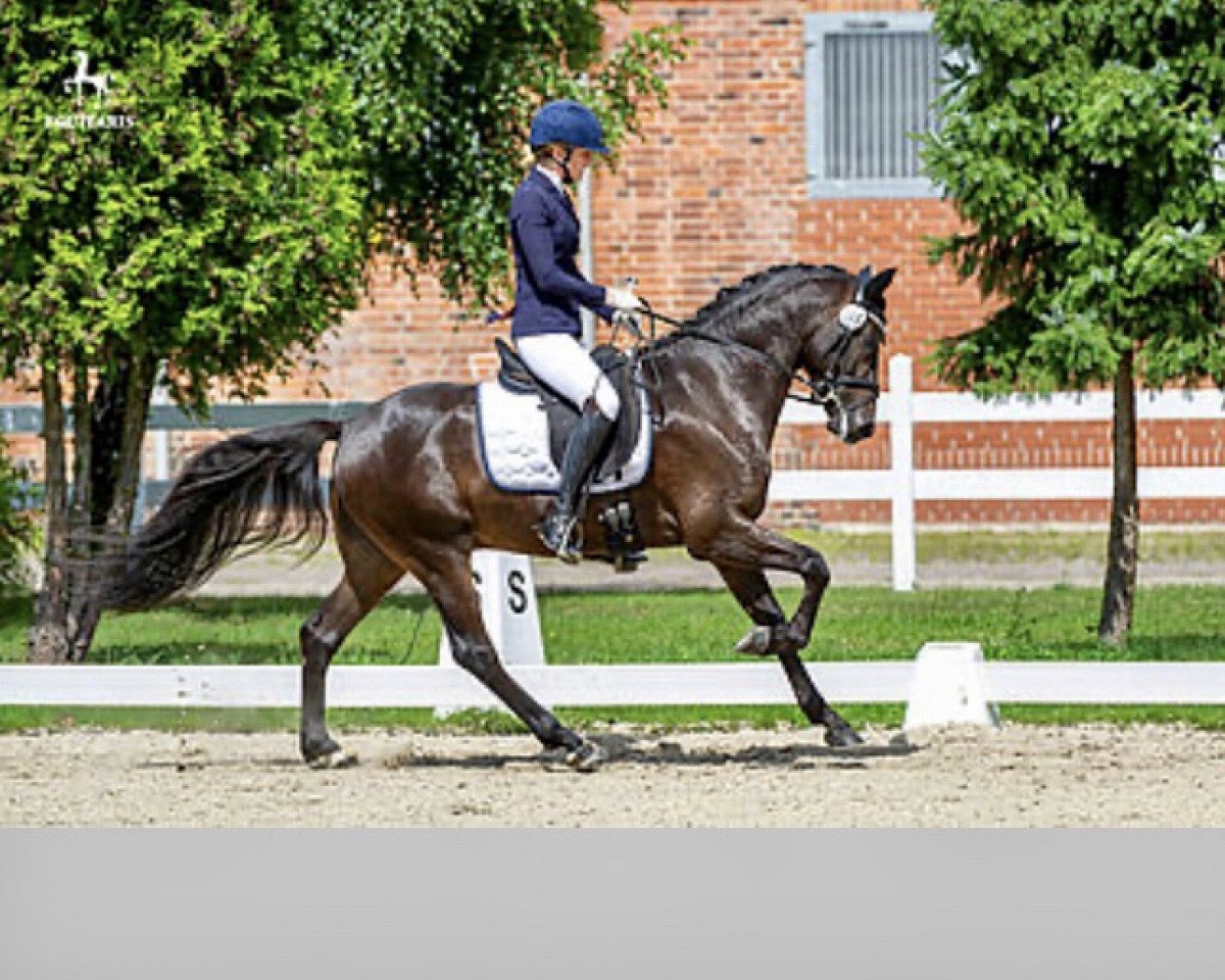 Deckhengst Nemo (Deutsches Reitpony, 2017, von New Star)
