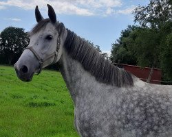 broodmare Vandam's Lady (Oldenburg, 2010, from Royal Diamond)