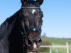 jumper Champ La Côte D'Azur E (Oldenburg show jumper, 2010, from Carenzo)