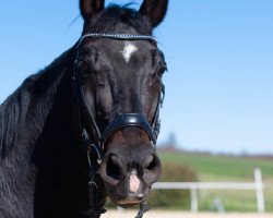 Springpferd Champ La Côte D'Azur E (Oldenburger Springpferd, 2010, von Carenzo)