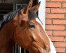 dressage horse Sir Giorgi (Oldenburg, 2015, from Sezuan)