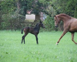 broodmare Emma Peal (Hanoverian, 2005, from Escudo I)