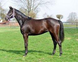 dressage horse Fiene 29 (Oldenburg, 2016, from Fürst Belissaro)