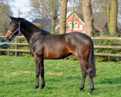 dressage horse Diva Fiore (Oldenburger, 2016, from Dimaggio)