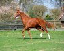 dressage horse Egalite (Oldenburg, 2016, from Zack)