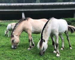 Pferd Valina van den Bosdries (Fjordpferd, 2019, von Rudsmo Rune)