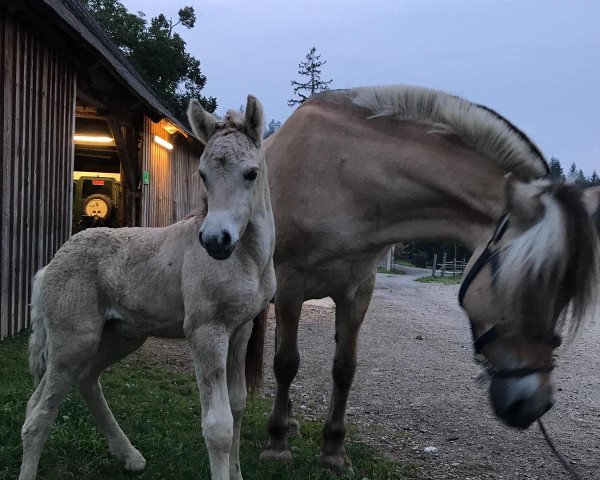 horse Dori (Fjord Horse, 2019, from Sorley)