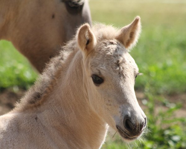 Pferd Lilja (Fjordpferd, 2020, von Ilribo)