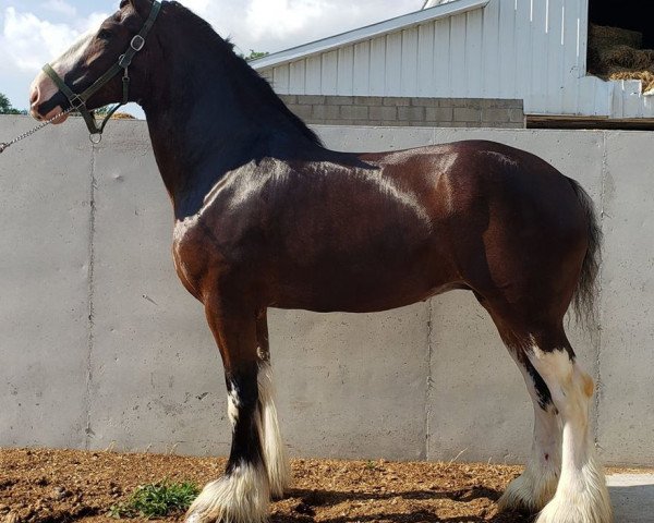 horse Carson's Glamour Girl (Clydesdale, 2014, from Alamar L.S. Lightning)