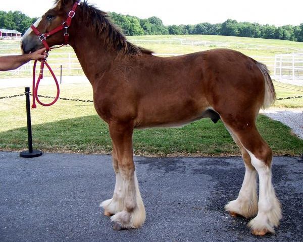 Pferd Belleau W.S. Rocky (Clydesdale, 2013, von Millisle Dominator)