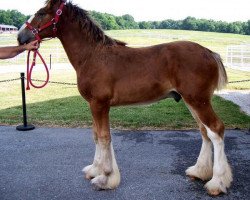 Pferd Belleau W.S. Rocky (Clydesdale, 2013, von Millisle Dominator)