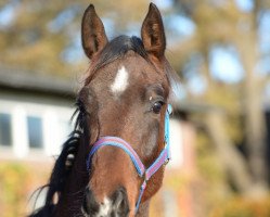 dressage horse Dream Date 6 (Hanoverian, 2016, from Donatus)