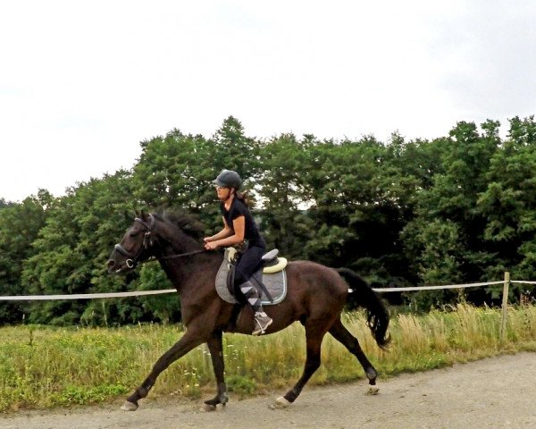 horse Faustus Mozes (Hanoverian, 2011, from Faustus Fellini)