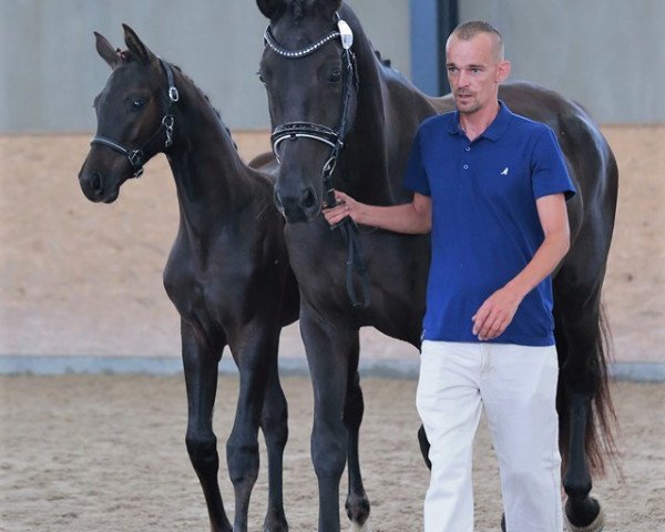 broodmare Reine Freude (Oldenburg, 2011, from Fürst Romancier)