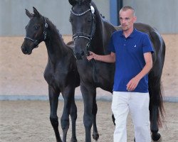 broodmare Reine Freude (Oldenburg, 2011, from Fürst Romancier)