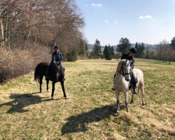 horse Dante (Arabian thoroughbred, 2012, from Dschehim ox)