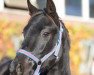 dressage horse For Paulo (Oldenburg, 2016, from For Romance I)