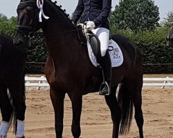 dressage horse Moro 28 (German Sport Horse, 2013, from E.H. Millennium)