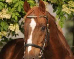 dressage horse Pavo (Westphalian, 1993, from Parademarsch I)